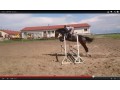 klacz do sportu ze sprzętem!